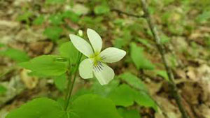 7 Springtime Not-So-Common Edible and Medicinal Plants